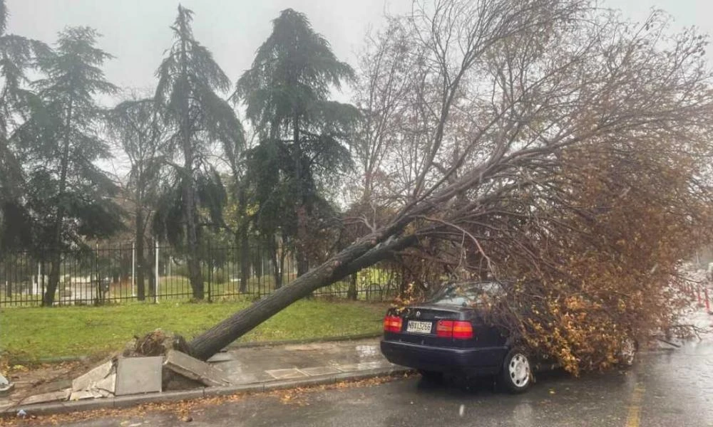 Δέντρο ξεριζώθηκε και έπεσε πάνω σε αυτοκίνητα στη Θεσσαλονίκη (βίντεο)